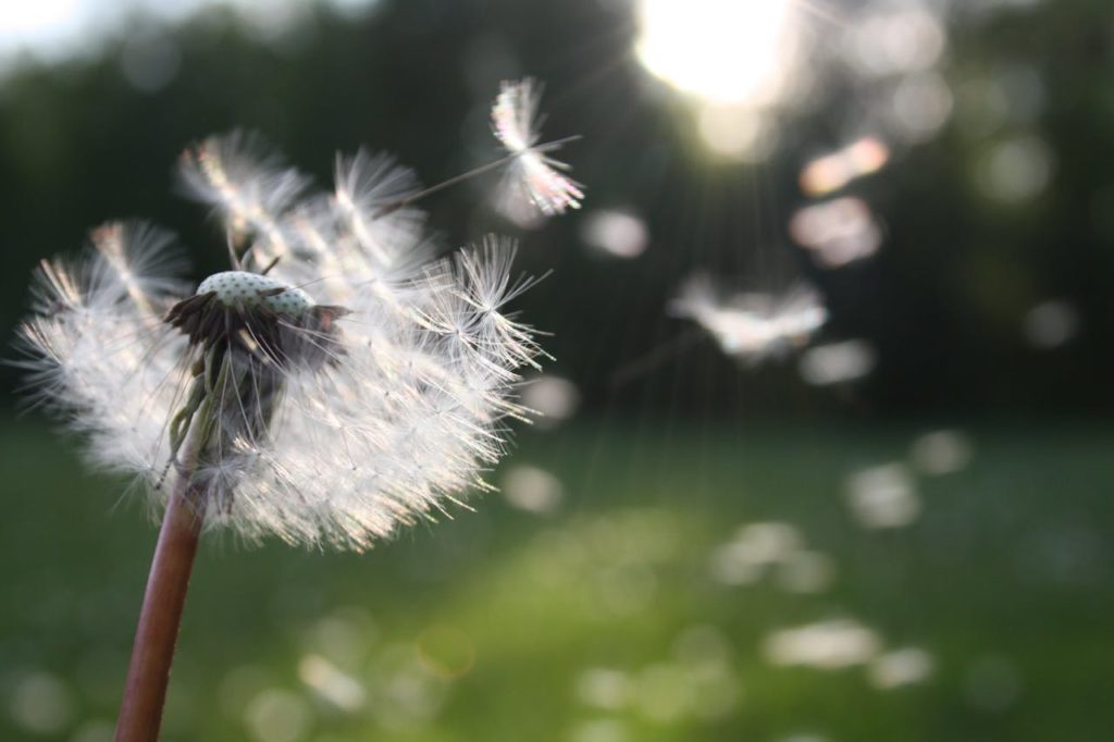 allergie pollen