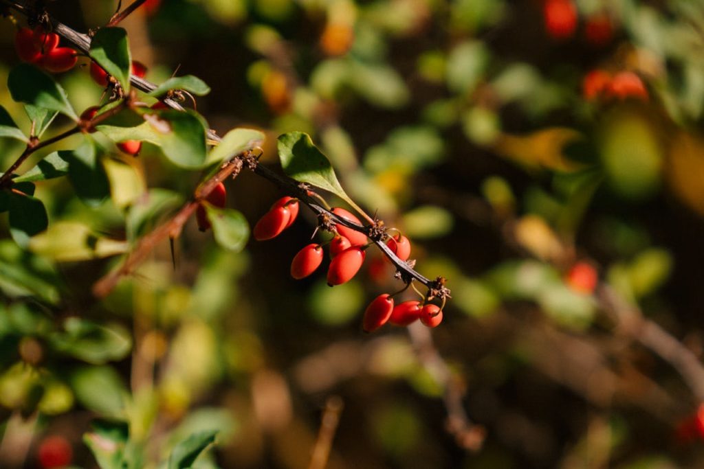 berberis